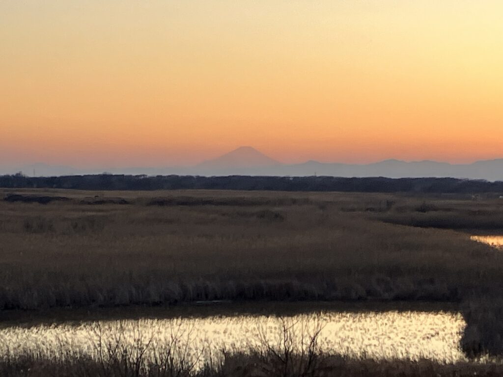 渡良瀬遊水地から。富士山。