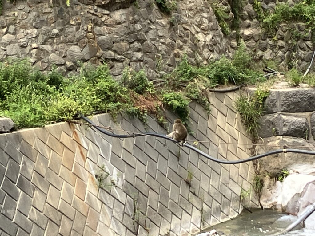 地獄谷温泉にいた猿