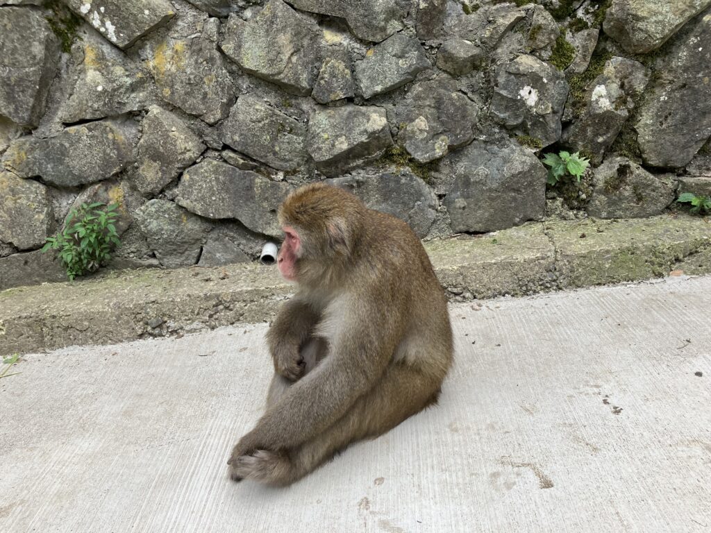 地獄谷野猿公苑の猿