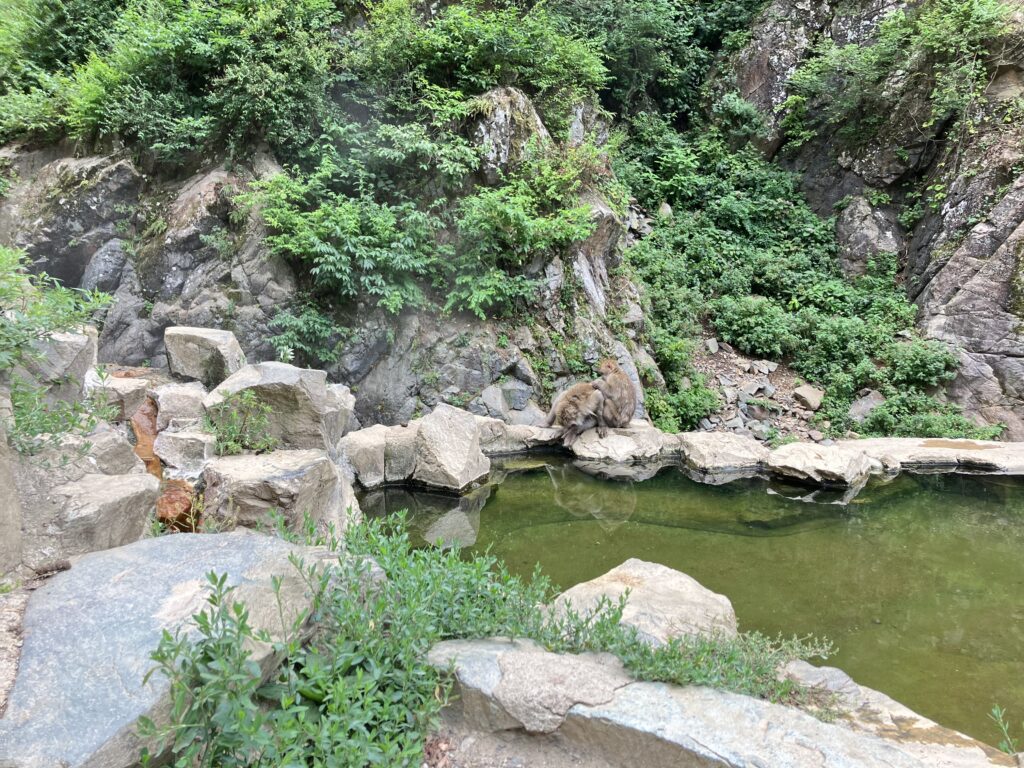地獄谷野猿公苑の猿