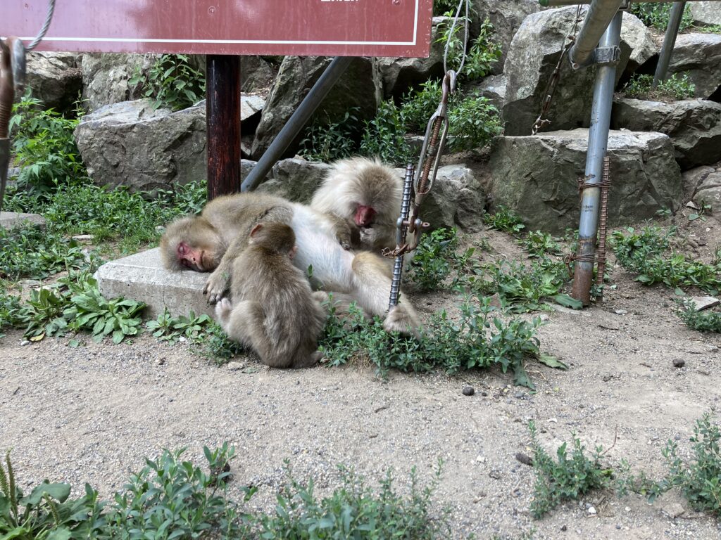 地獄谷野猿公苑の猿