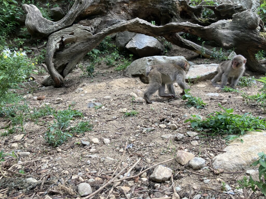 地獄谷野猿公苑の猿。じゃれ合う子猿。