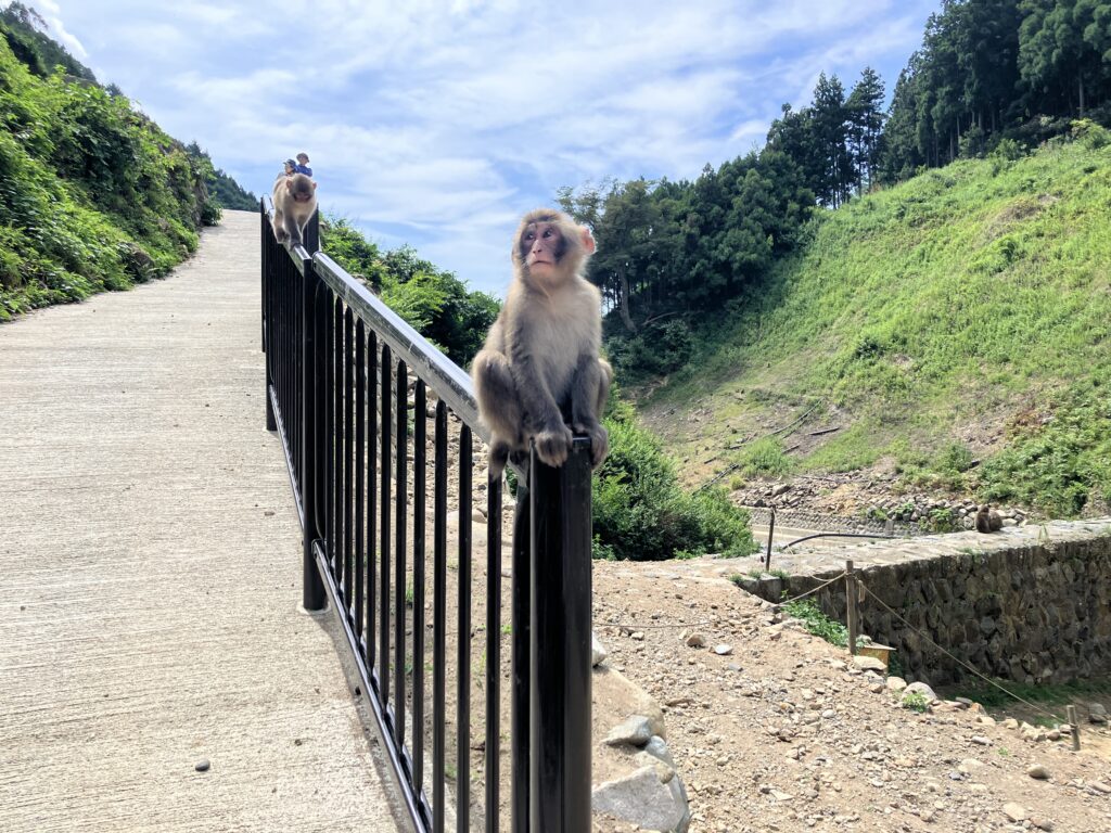 地獄谷野猿公苑の猿
